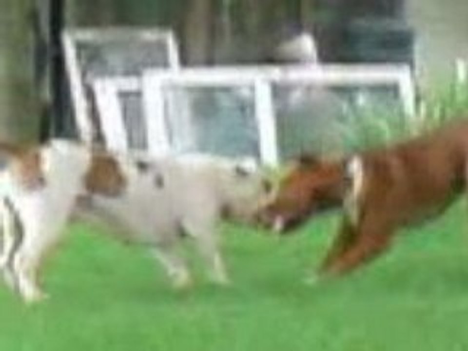Aingy & Bacara
