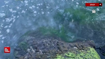 Karadeniz'de denizanası varlığı artıyor