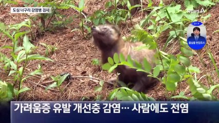 도심 출몰 너구리…“만졌다간 큰일”