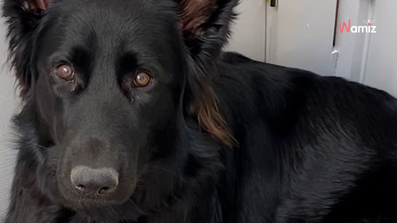 Ce toutou n'a qu'un seul rêve : 3,3M de personnes se mobilisent pour qu'il devienne réalité (vidéo)