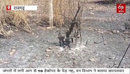 राजगढ़ में वन विभाग का कारनामा! जंगलों में लगी आग पंचनामे में कर दी दफन