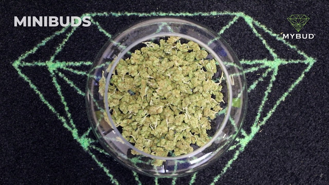 Minibuds OG Kush - Petites Fleurs Terreuses