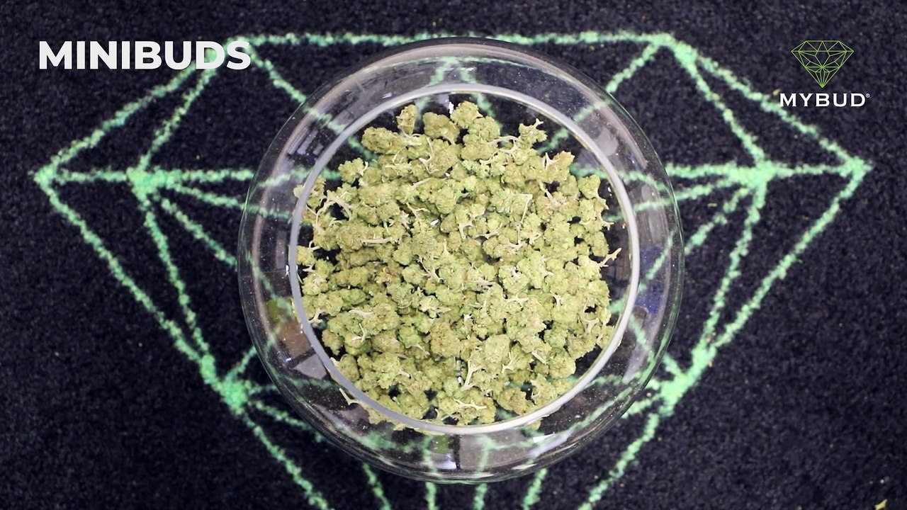 Minibuds Amnesia - Légendaires Petites Fleurs Acres et Citronnées