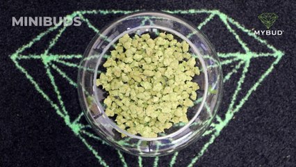 Minibuds Gelato CBD : un équilibre parfait entre douceur et relaxation