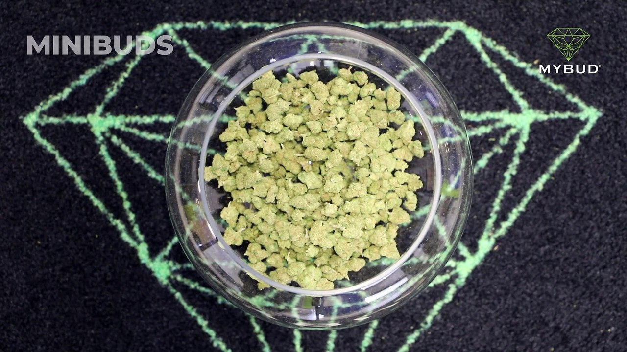 Minibuds Gelato CBD : un équilibre parfait entre douceur et relaxation