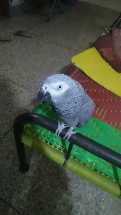 Gray parrot