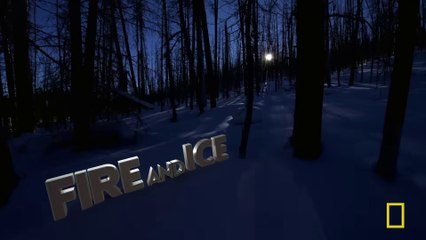 Fire and Ice - Wild Yellowstone -