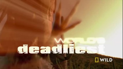 World's Deadliest - Hippo VS Hippo - Full Documentary