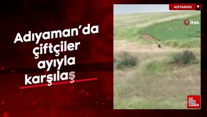 Adıyaman’da çiftçiler ayıyla karşılaştı