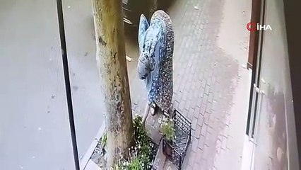 Bir kasa çiçeği bakın nasıl çaldı