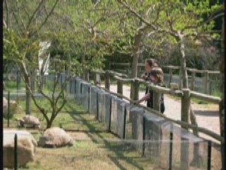Tortues Grenouilles 2008
