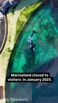 Orques et dauphins abandonnés à Marineland : des images qui choquent