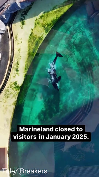 Orques et dauphins abandonnés à Marineland : des images qui choquent