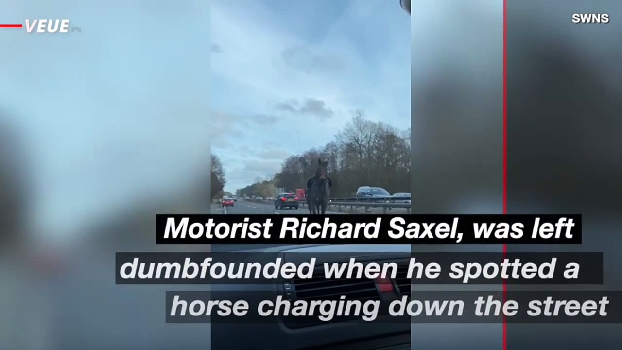 This Horse Was Seen Galloping Down an Expressway in the Wrong Direction