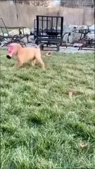 "Милые питомцы: кто самый смешной? 🐾😹"