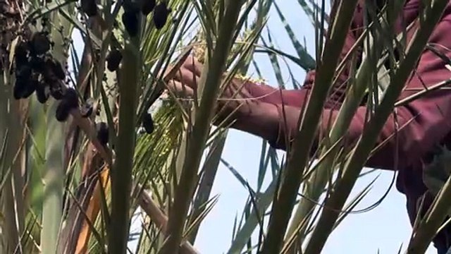 واحة الثورة مشروع اجتماعي فريد يقدم نموذجا للإدارة التشاركية في تونس