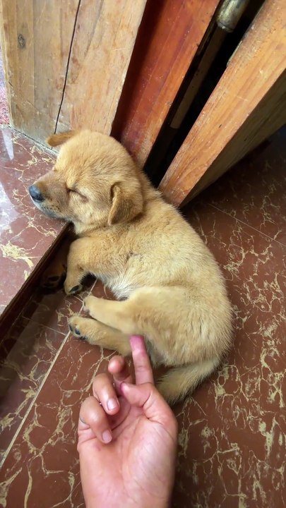 Who could fail to love such an adorable puppy?