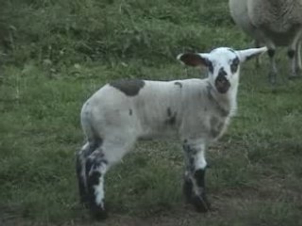 Agneau noir et blanc