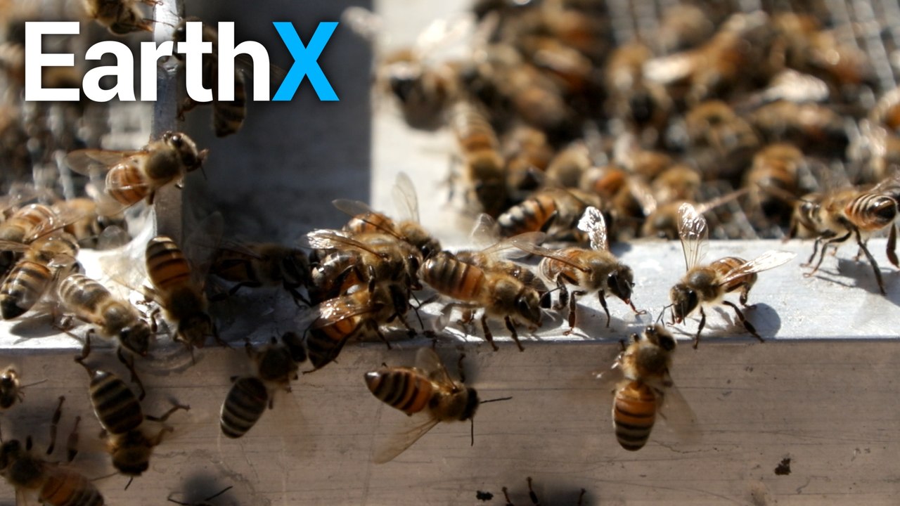 Horde of Killer Bees ESCAPE | The Killer Bee Catcher | EarthX - video ...