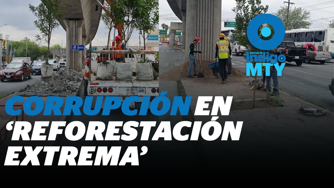 ¿En dónde están los árboles de Reforestación Extrema? | Reporte Indigo