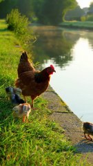 Dawn Peck Parade Hen & Chicks’ Sunrise Stroll