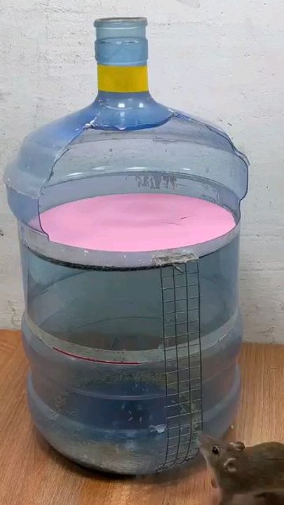 rat vedio
