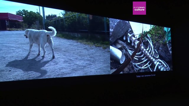 Κατερίνα Γρέγου: Πρέπει να αρχίσουμε να μιλάμε για την οντότητα των ζώων, για τα συναισθήματά τους