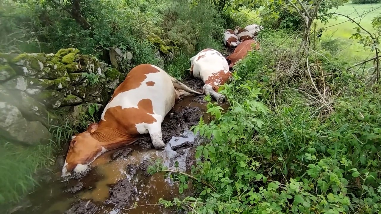 Mueren 27 vacas a la vez en Pontevedra por culpa de un rayo