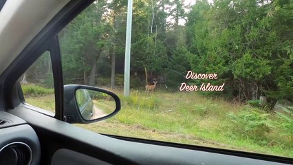 "Discover Deer Island: Maritime History, Indigenous Heritage & Bay of Fundy's Tidal Wonders"  @DJI