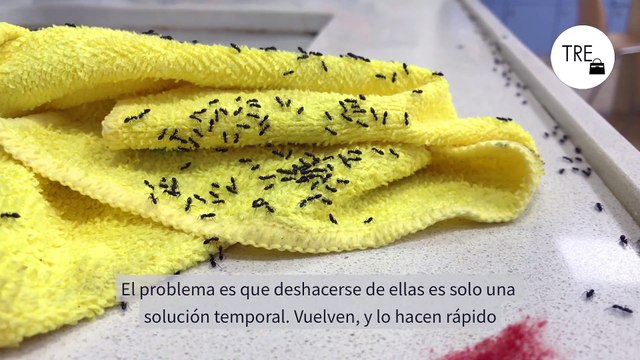El remedio casero contra las hormigas que no las mata pero las impide encontrar tu casa