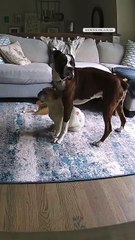 VIDEO: ¡Lo salvó! ‘Reggie’ es el bóxer que salvó la vida de un bulldog inglés ‘Yogi’