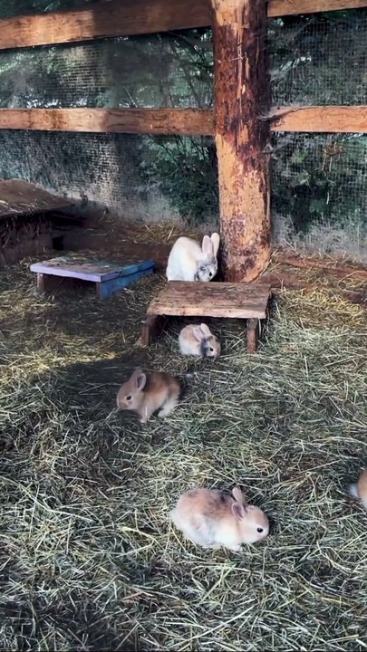 Remarkable Rabbits: Nature’s Silent Sprinters