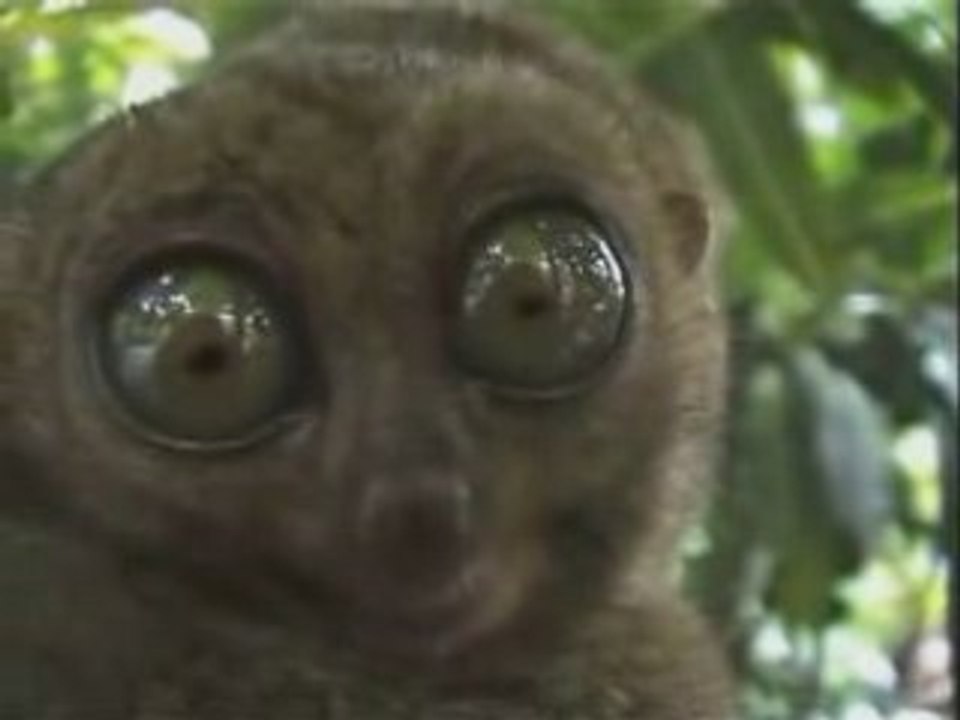 Les yeux globuleux!!!