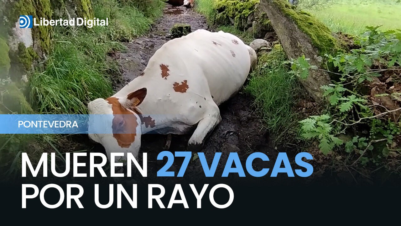Varias vacas mueren alcanzadas por un rayo en Rodeiro