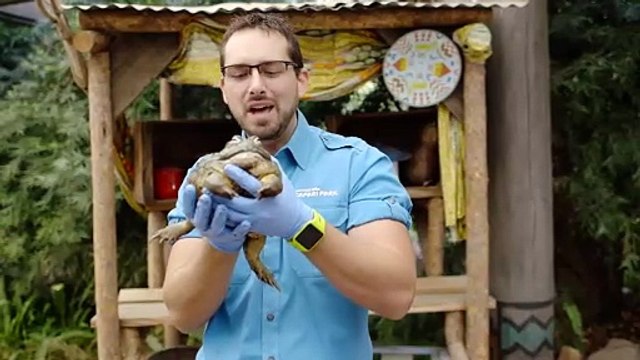 Check Out These Amazing Pixie Frogs!