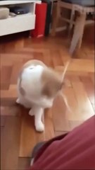 "Питомцы на высоте! 🐾😹 Животные в самых эпических моментах 🏂🐶"