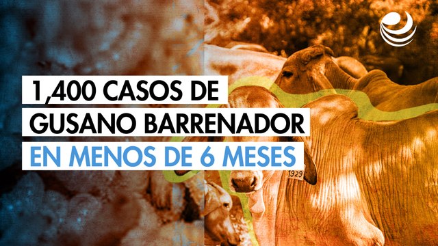 México tardó 30 años en erradicar el gusano del ganado; ya van 1,400 casos en menos de 6 meses