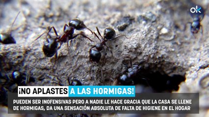 Aviso muy importante si aplastas las hormigas que encuentras en casa: no vuelvas a hacerlo