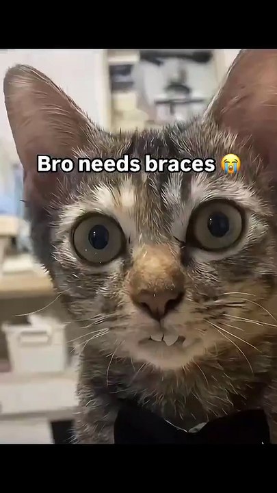 Cat need braces