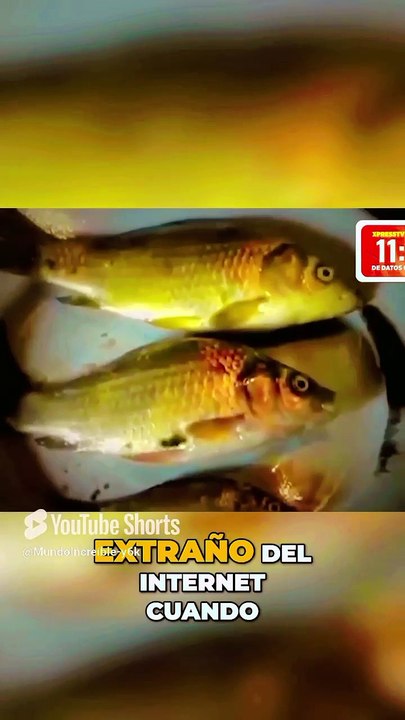 Pescados que dan miedo y El avión más ancho!!!🛬😌