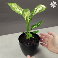 Creative planting hacks you need to try!