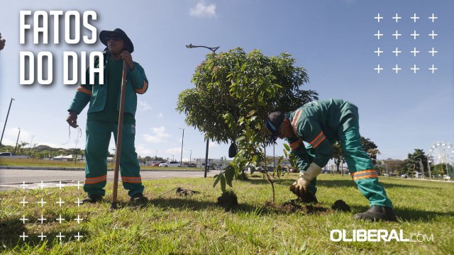 Projeto de Arborização quer plantar 10 mil mudas em Belém