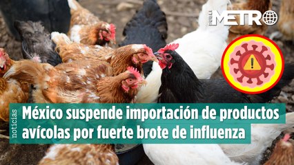 México suspende importación de productos avícolas por fuerte brote de influenza aviar