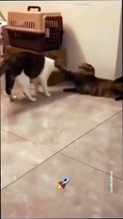 "Double the Fun: Cats' Suitcase Surprise & Playtime Mayhem"