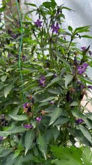 Mor süs biberi (Purple ornamental pepper) #pepper