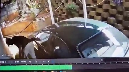 ratero atacado por perros