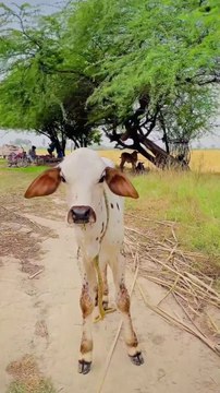 You must believe that the real joy of life is living in a natural environment, like the natural, indigenous, pure environment of a village.