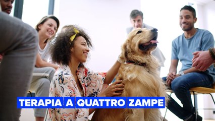 I cani da terapia alleviano il dolore