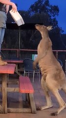 Kangaroo shows off his heights | only in Australia 🇦🇺