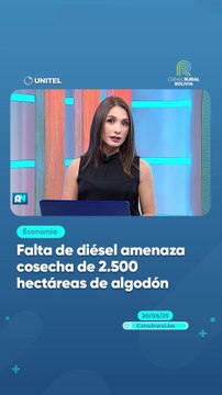 Falta de diésel amenaza cosecha de 2.500 hectáreas de algodón